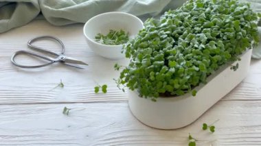 Mikroyeşillikler yerli yetiştirme. Masanın üzerinde turp yeşili lahanalar olan kaplar. Vegan ve organik gıda konsepti.