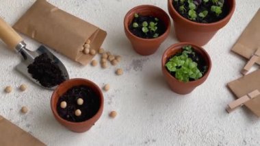 Çeşitli sebze fidanları olan tencereler. Eve taze fidanlar ekiyorsun.