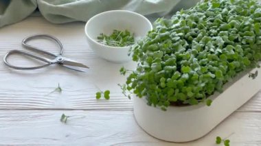 Mikroyeşillikler yerli yetiştirme. Masanın üzerinde turp yeşili lahanalar olan kaplar. Vegan ve organik gıda konsepti.