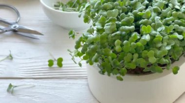 Mikroyeşillikler yerli yetiştirme. Masanın üzerinde turp yeşili lahanalar olan kaplar. Vegan ve organik gıda konsepti.