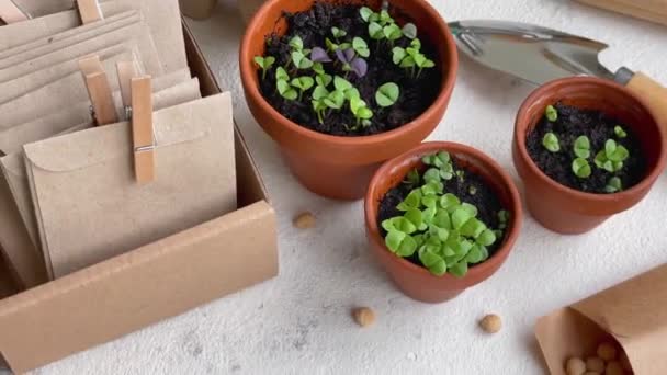 Töpfe Mit Verschiedenen Gemüsesetzlingen Junge Setzlinge Hause Pflanzen — Stockvideo
