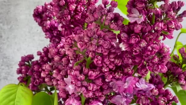 Букет Весняних Бузкових Квітів Вазі — стокове відео