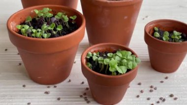 Çeşitli sebze fidanları olan tencereler. Eve taze fidanlar ekiyorsun.