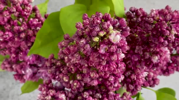 Bunch Spring Lilac Purple Flowers Vase — Stock Video
