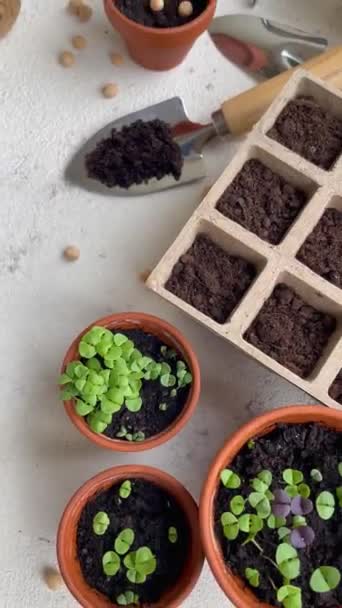 Pot Dengan Berbagai Bibit Sayuran Menanam Bibit Muda Rumah — Stok Video