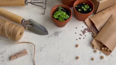 Çeşitli sebze fidanları olan tencereler. Eve taze fidanlar ekiyorsun.