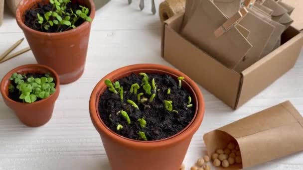 さまざまな野菜の苗を持つポット 自宅で若い苗を植える — ストック動画