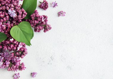 Bahar çiçekleri. Eflatun çiçekli arka plan. Üst görünüm, düz görünüm, kopyalama alanı