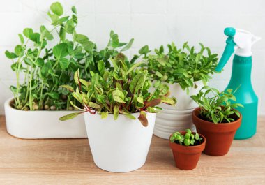 Bir dizi taze yeşil otlar ahşap bir yüzeye yerleştirilmiş. Sprey şişesi ve bahçe aletleri hazır. Bu da kapalı bir bahçe aktivitesi olduğunu gösteriyor. Seçimde çeşitli bitki türleri yer almakta olup, aşçılık ya da