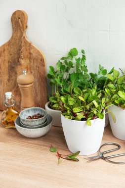 Tencerelerdeki taze otların bir koleksiyonu ahşap mutfak tezgahında, bir şişe zeytinyağı, ahşap tuzluk, baharatlı küçük bir kase ve bir makasın yanında düzgünce hizalanır. Sahne F ile yemek pişirme hazırlığı öneriyor.