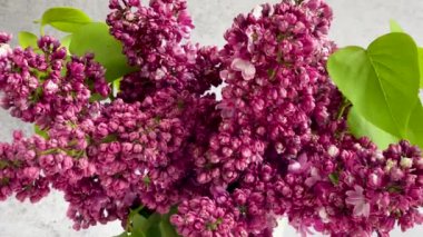 Bir vazoda bahar leylağı demeti