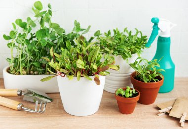 Bir dizi taze yeşil otlar ahşap bir yüzeye yerleştirilmiştir. Sprey şişesi ve bahçe aletleri hazırdır. Bu da kapalı bir bahçe aktivitesi olduğunu gösterir.. 