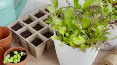 Ahşap bir masanın üzerine düzgünce yerleştirilmiş bir saksı bitkisi koleksiyonu.