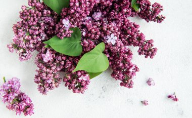 Bahar çiçekleri. Eflatun çiçekli arka plan. Üst görünüm, düz görünüm, kopyalama alanı