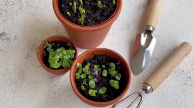 Çeşitli sebze fidanları olan tencereler. Eve taze fidanlar ekiyorsun.