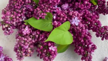 Mor leylak çiçeği buketi. Bahar konsepti