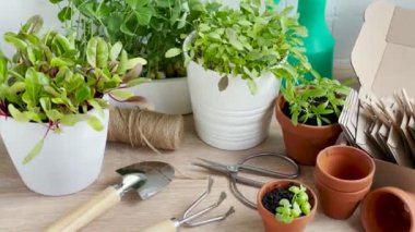 Ahşap bir masanın üzerine düzgünce yerleştirilmiş bir saksı bitkisi koleksiyonu.