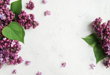 Bahar çiçekleri. Eflatun çiçekli arka plan. Üst görünüm, düz görünüm, kopyalama alanı