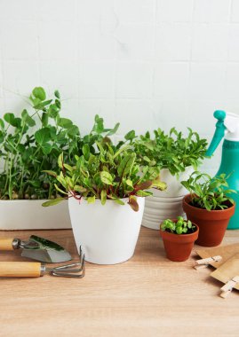 Bir dizi taze yeşil otlar ahşap bir yüzeye yerleştirilmiş. Sprey şişesi ve bahçe aletleri hazır. Bu da kapalı bir bahçe aktivitesi olduğunu gösteriyor. Seçimde çeşitli bitki türleri yer almakta olup, aşçılık ya da