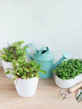 Bir dizi taze yeşil otlar ahşap bir yüzey üzerinde düzgünce düzenlenir.