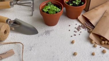 Çeşitli sebze fidanları olan tencereler. Eve taze fidanlar ekiyorsun.