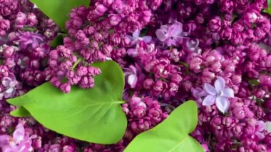 Mor leylak çiçeği buketi. Bahar konsepti