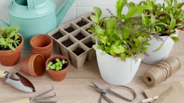 Ahşap bir masanın üzerine düzgünce yerleştirilmiş bir saksı bitkisi koleksiyonu.