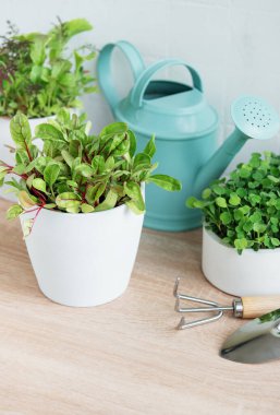 Bir dizi taze yeşil otlar ahşap bir yüzey üzerinde düzgünce düzenlenir.