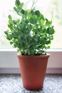 Çiçek kabında taze bezelye