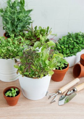 Bir dizi taze yeşil otlar ahşap bir yüzey üzerinde düzgünce düzenlenir.