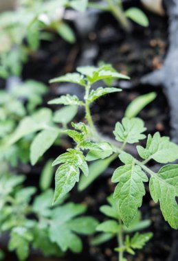 Genç domates tohumu. Bahçıvanlık, tarım ve bahar konsepti.