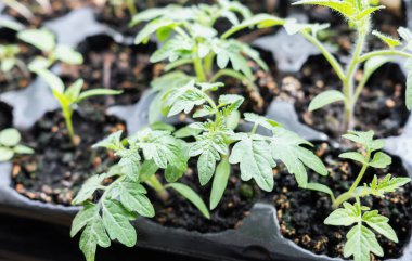 Genç domates tohumu. Bahçıvanlık, tarım ve bahar konsepti.