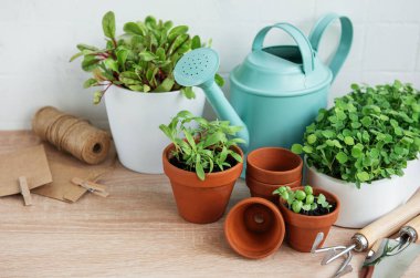 Bir dizi taze yeşil otlar ahşap bir yüzey üzerinde düzgünce düzenlenir.