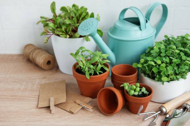 Bir dizi taze yeşil otlar ahşap bir yüzey üzerinde düzgünce düzenlenir.