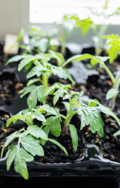 Genç domates tohumu. Bahçıvanlık, tarım ve bahar konsepti.