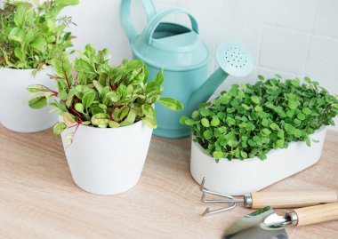 Bir dizi taze yeşil otlar ahşap bir yüzey üzerinde düzgünce düzenlenir.