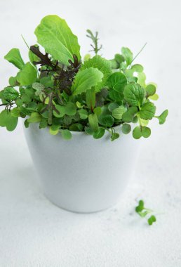 Taze salata ve otlarla birlikte saksı ekin.