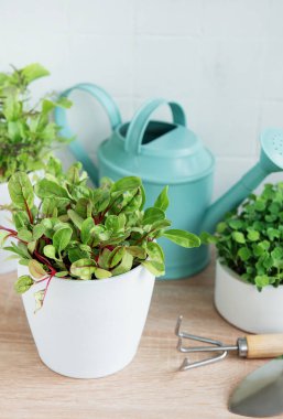 Bir dizi taze yeşil otlar ahşap bir yüzey üzerinde düzgünce düzenlenir.