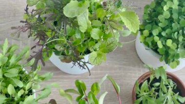 Ahşap bir masanın üzerine düzgünce yerleştirilmiş bir saksı bitkisi koleksiyonu.