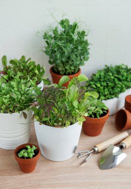 Bir dizi taze yeşil otlar ahşap bir yüzey üzerinde düzgünce düzenlenir.