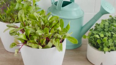 Ahşap bir masanın üzerine düzgünce yerleştirilmiş bir saksı bitkisi koleksiyonu.