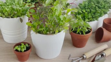 Ahşap bir masanın üzerine düzgünce yerleştirilmiş bir saksı bitkisi koleksiyonu.