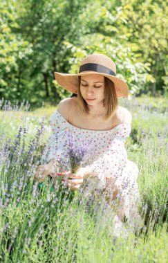 Genç güzel kadın lavanta çiçeği topluyor.
