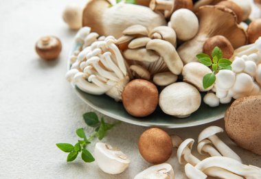 Gri beton arka planda çeşitli çiğ mantar çeşitleri