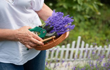 Kadınların elleri bahçe makası ile lavanta kesiyor..