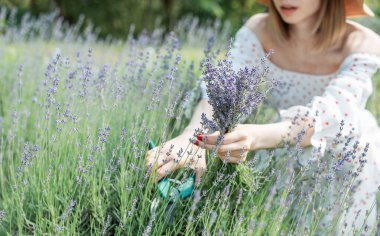 Genç güzel kadın lavanta çiçeği topluyor.