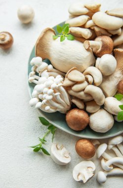 Gri beton arka grubunda çeşitli çiğ mantar çeşitleri