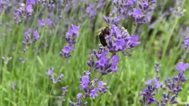 Arılar yazın lavanta çiçeklerinden nektar toplarlar.