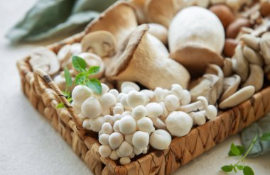 Gri beton arka grubunda çeşitli çiğ mantar çeşitleri