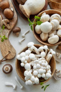 Gri beton arka grubunda çeşitli çiğ mantar çeşitleri